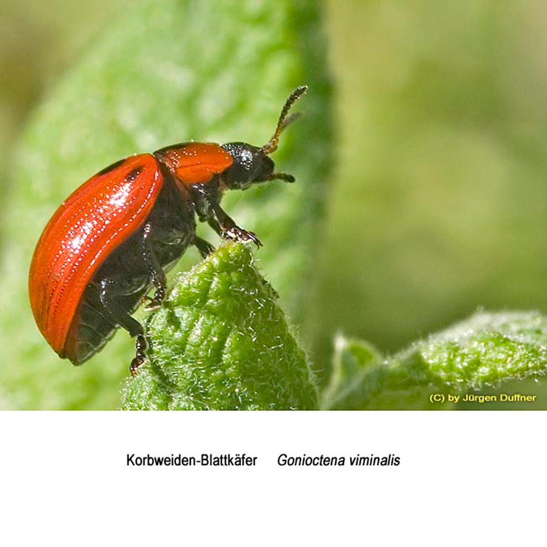 Insekten um Triberg lateinische Namen