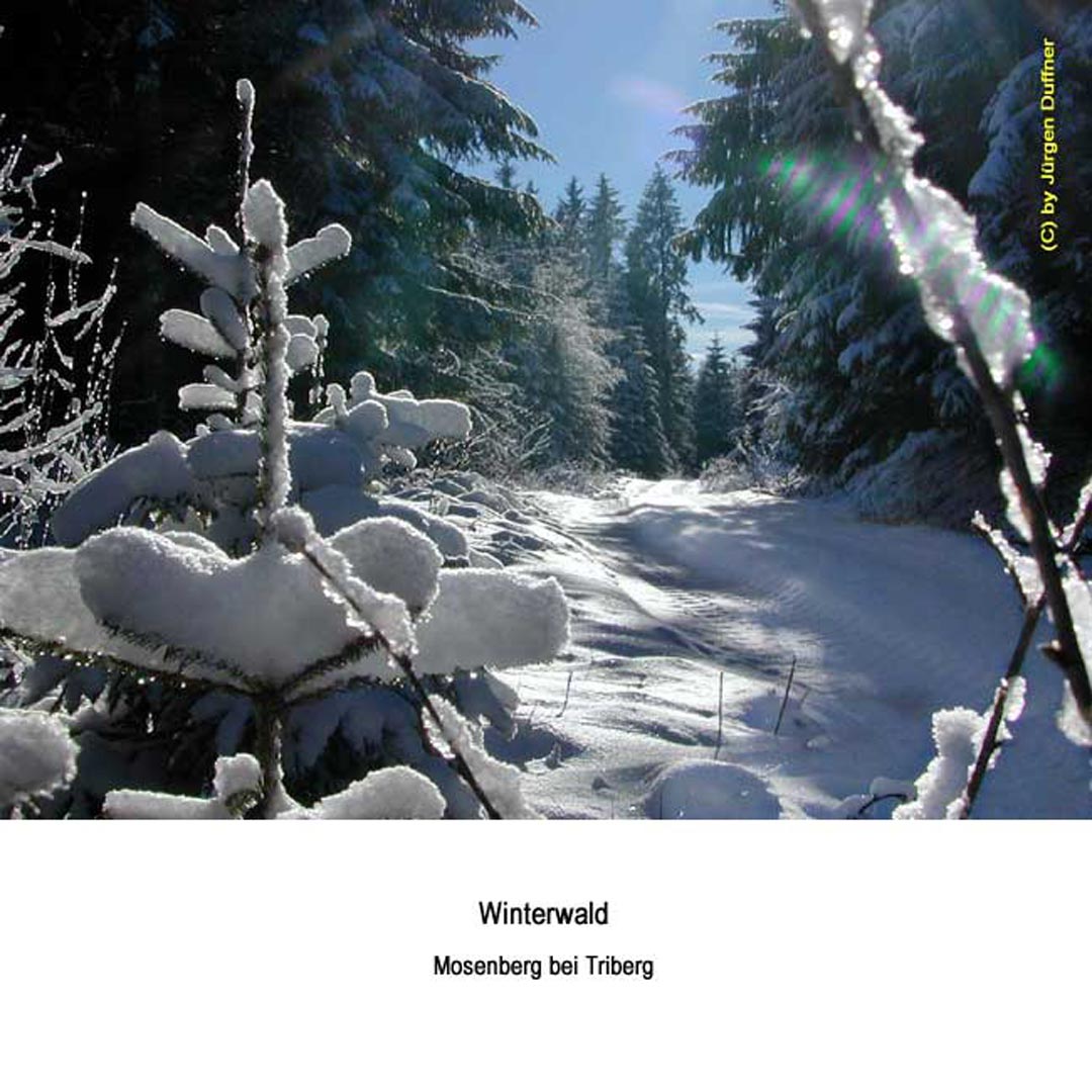 Winterwald0070.jpg